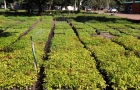 ITAIPU utiliza el compostaje sostenible para producir 30.000 macetas al mes